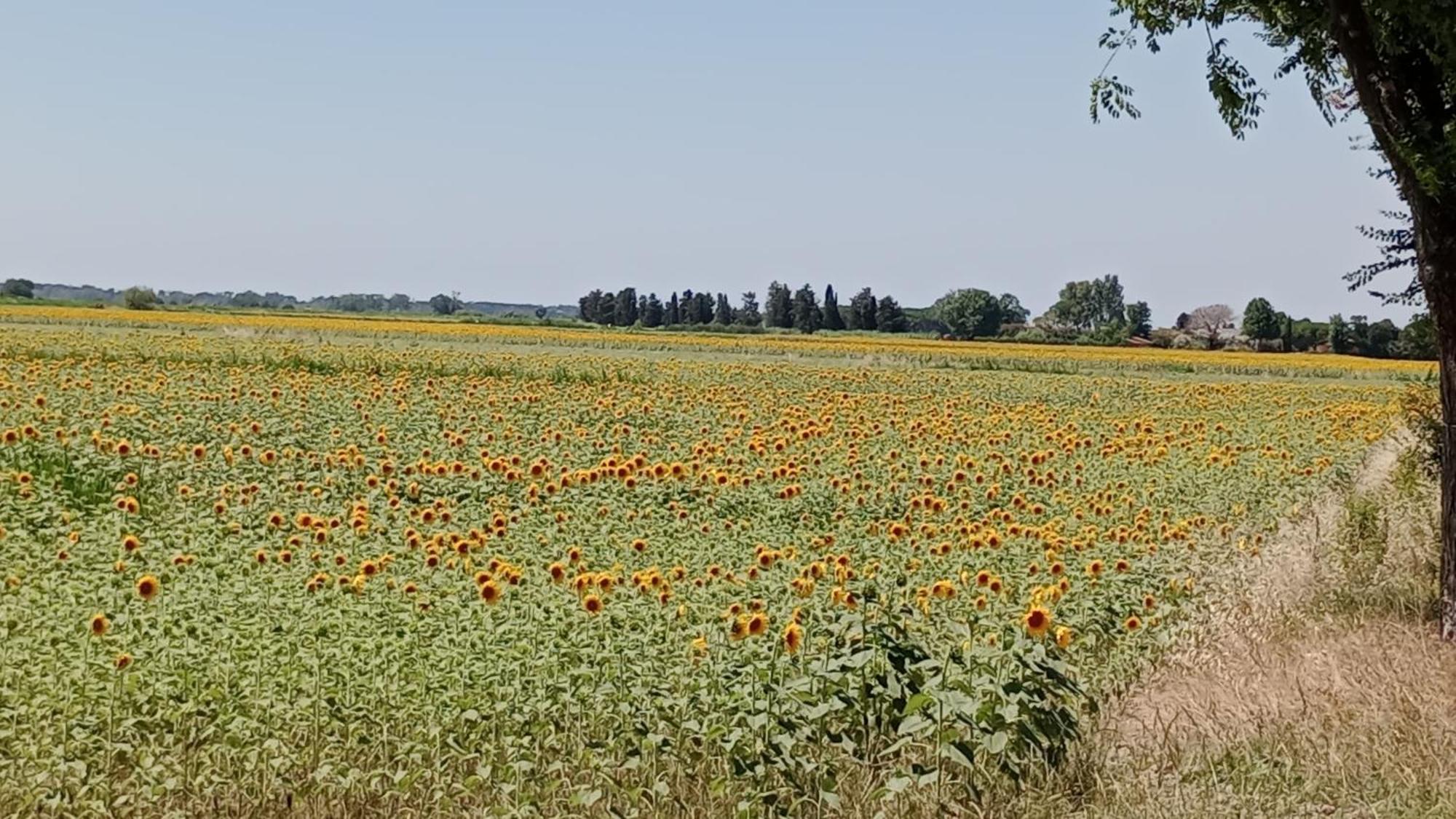 Casa Vacanze Toscana,Lago Di Massaciuccoli Eksteriør billede